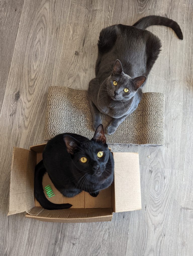 A medium black cat sits in a box, staring up at the viewer. A large grey cat sits sphinx like on a cat scratcher, also staring up at the viewer.